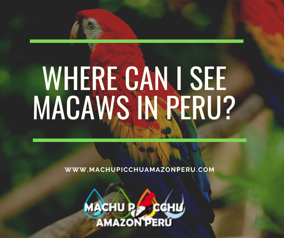 Where Can I See Macaws in Peru?