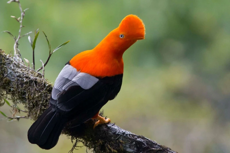 The Cock of the Rocks, the national bird of Peru
