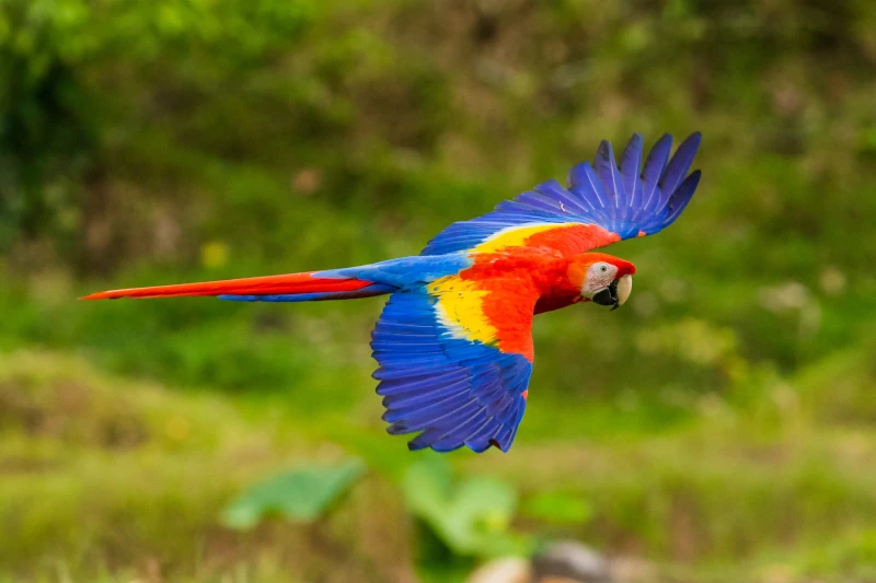 What do macaws eat, and what is their natural habitat?