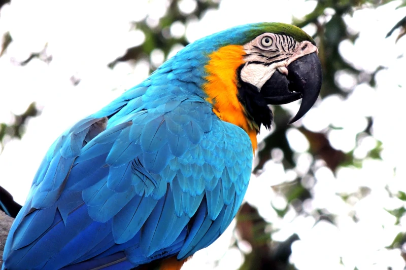 Blue-and-Yellow Macaw Facts