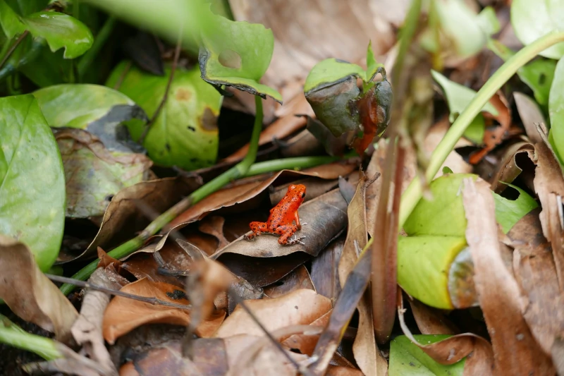 Why are poisonous frogs brightly colored?