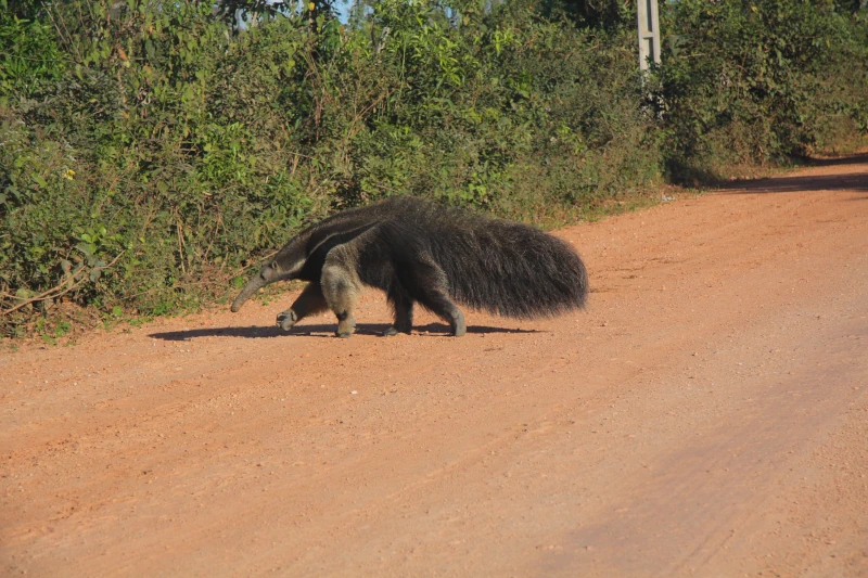 Anteaters in Manu