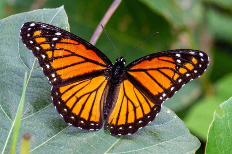 Butterfly Biodiversity in Manu