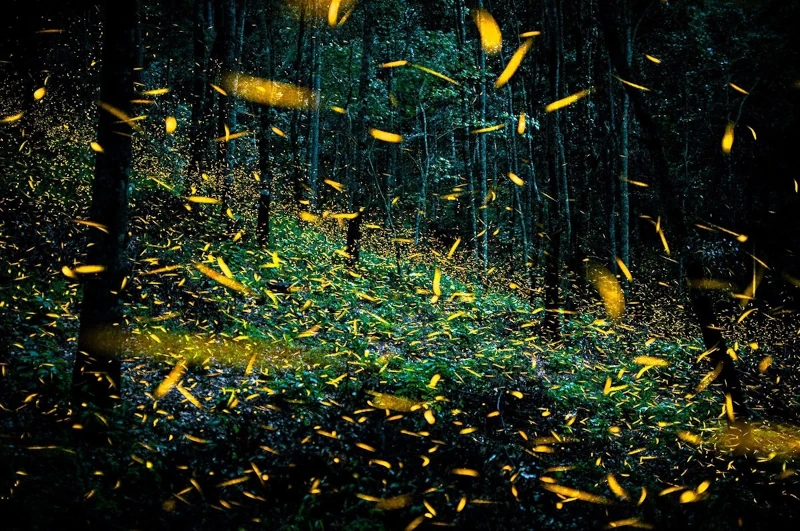 Fireflies of the Peruvian Amazon