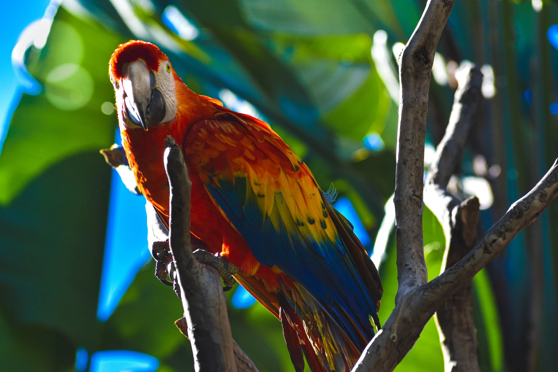 Macaws in Peru: Vibrant Feathers in the Amazon