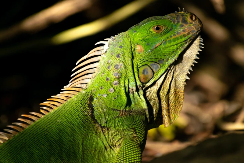 Iguanas of Manu National Park