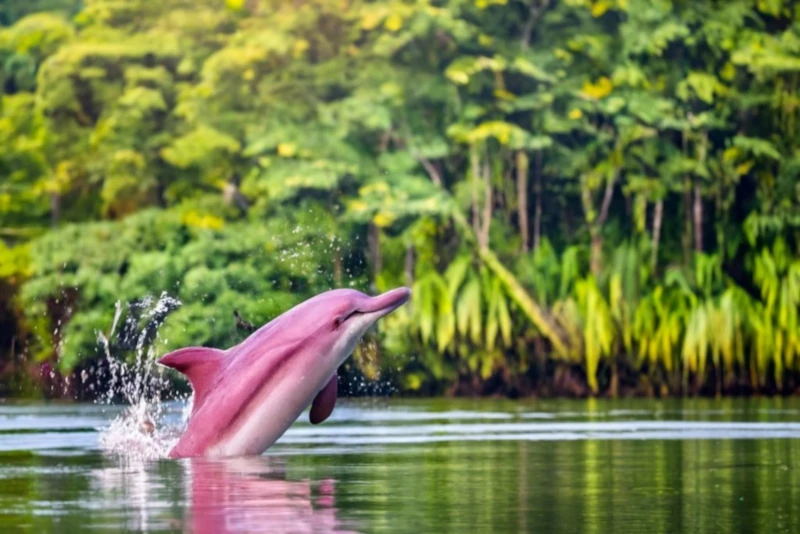PINK DOLPHINS
