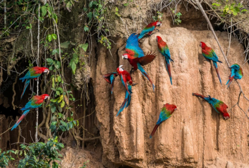 amazon Jungle animals in Peru
