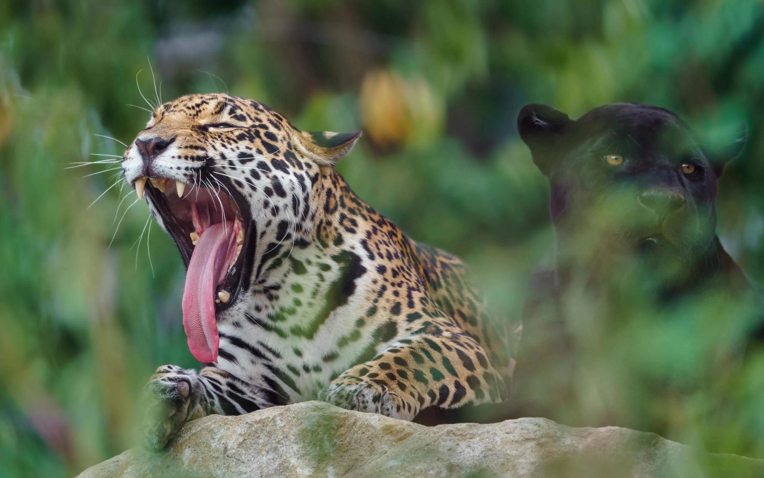 Rare Amazon Rainforest Animals