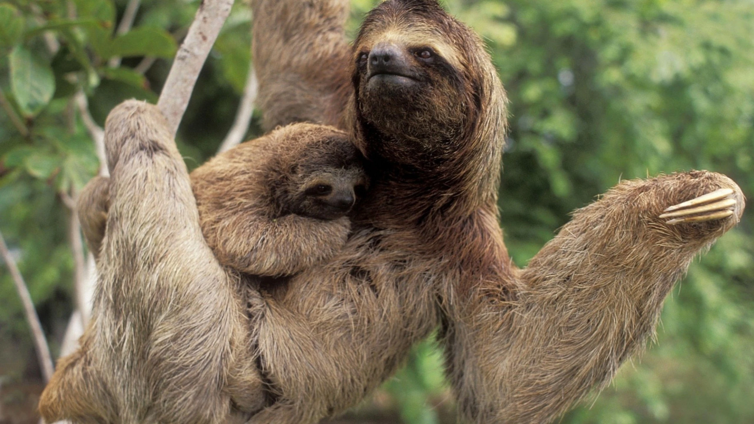 Rare Amazon Rainforest Animals