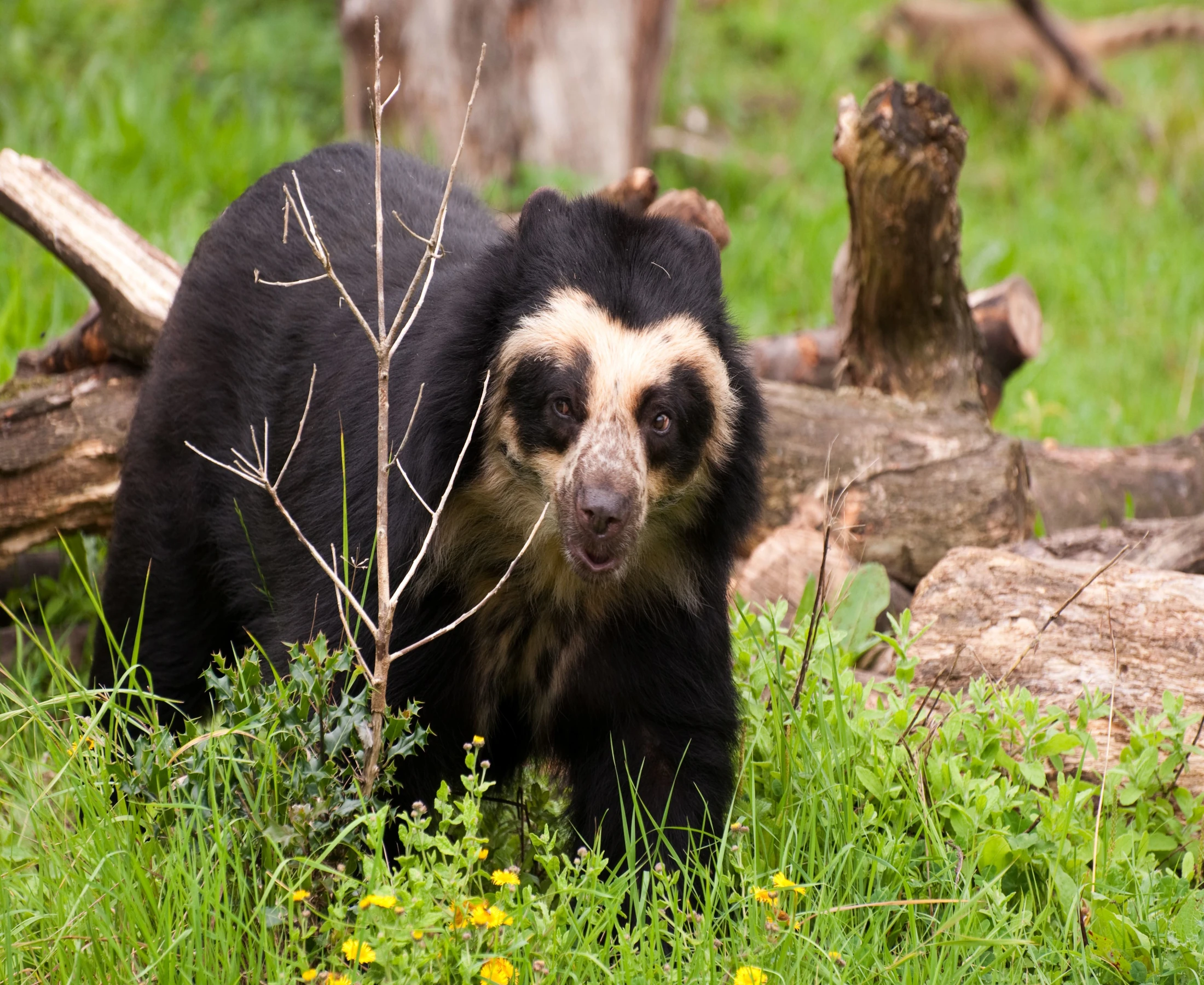Rare Amazon Rainforest Animals
