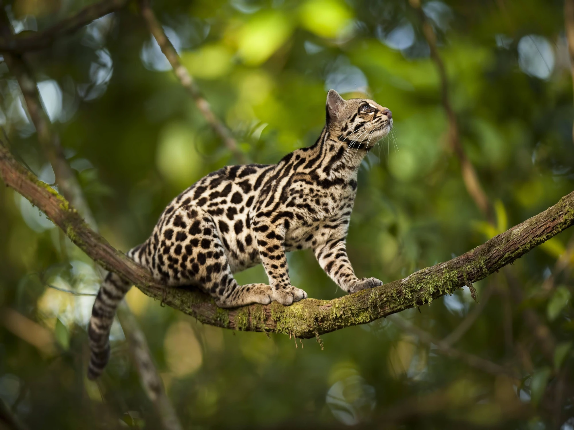 cats of the amazon