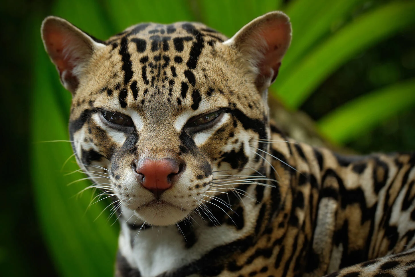 cats of the amazon
