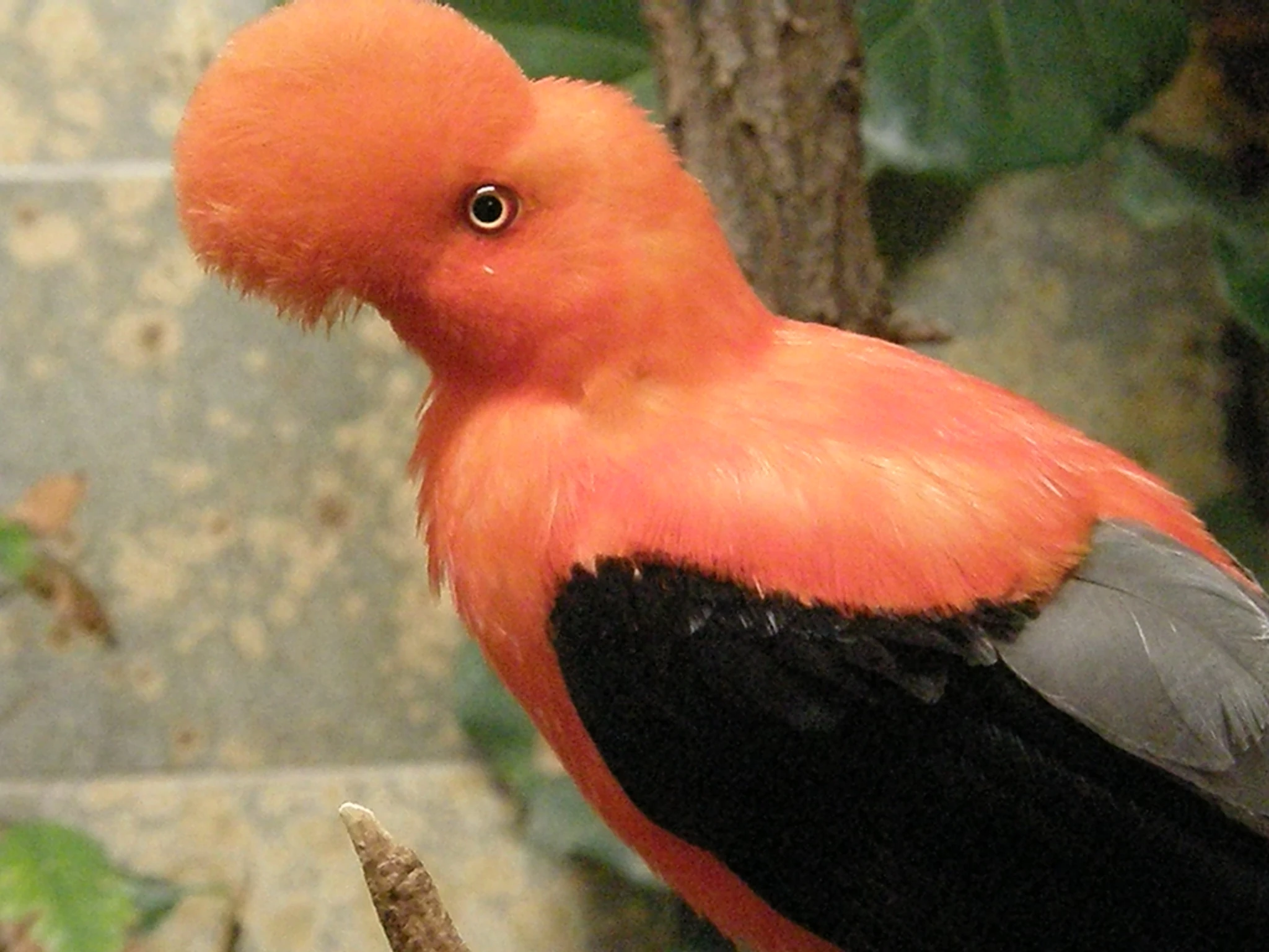 Rare Amazon Rainforest Animals