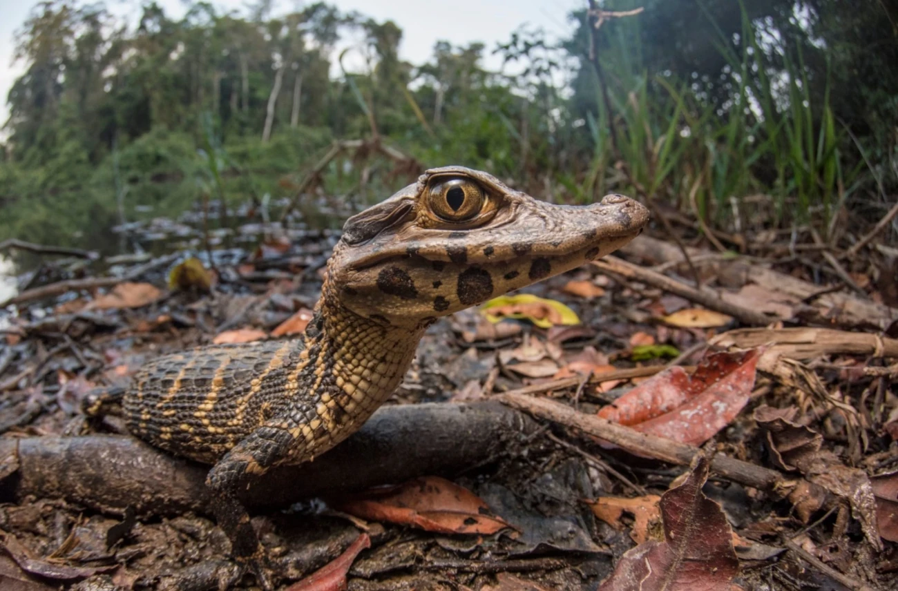 amazon caimans