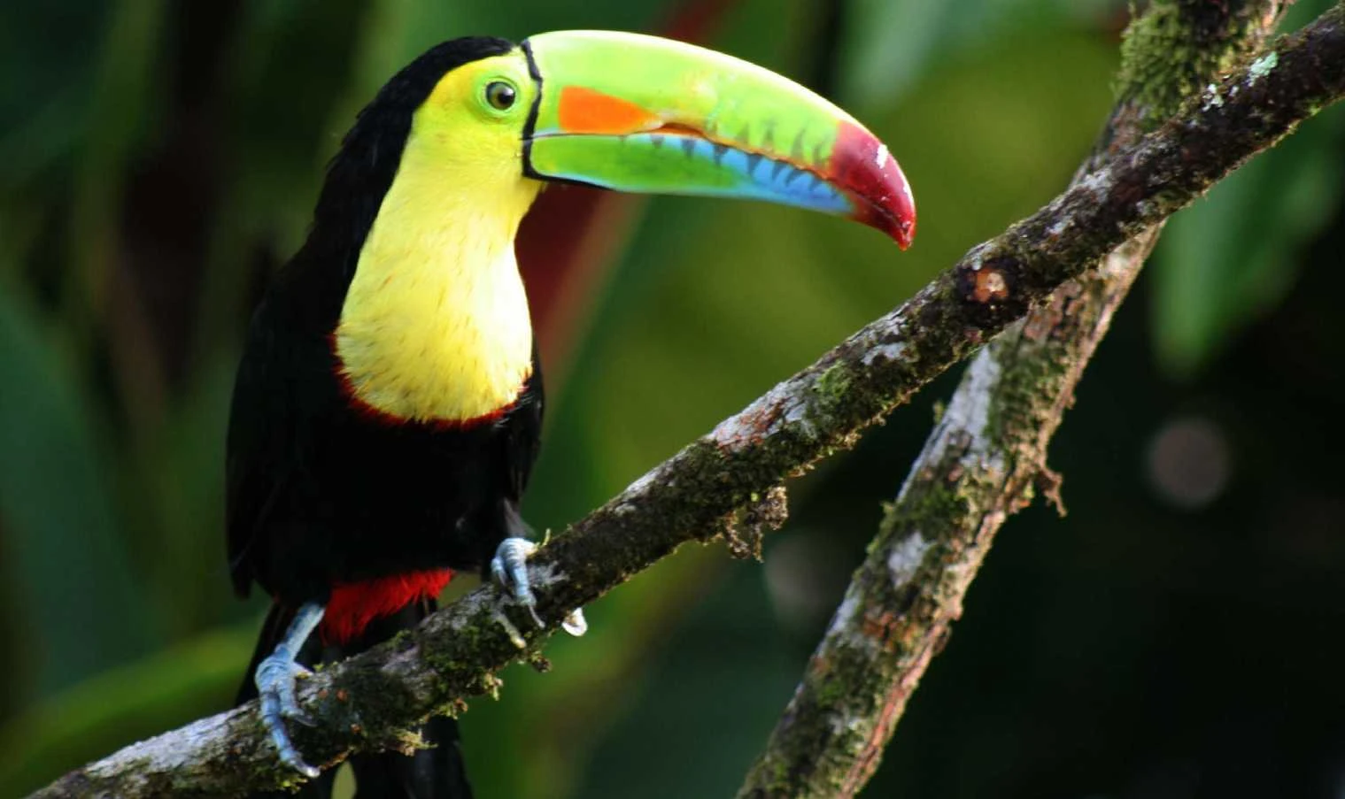 toucans