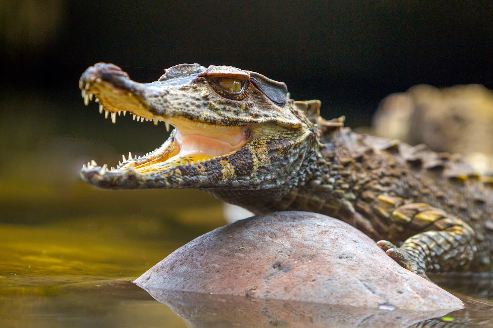 amazon caimans