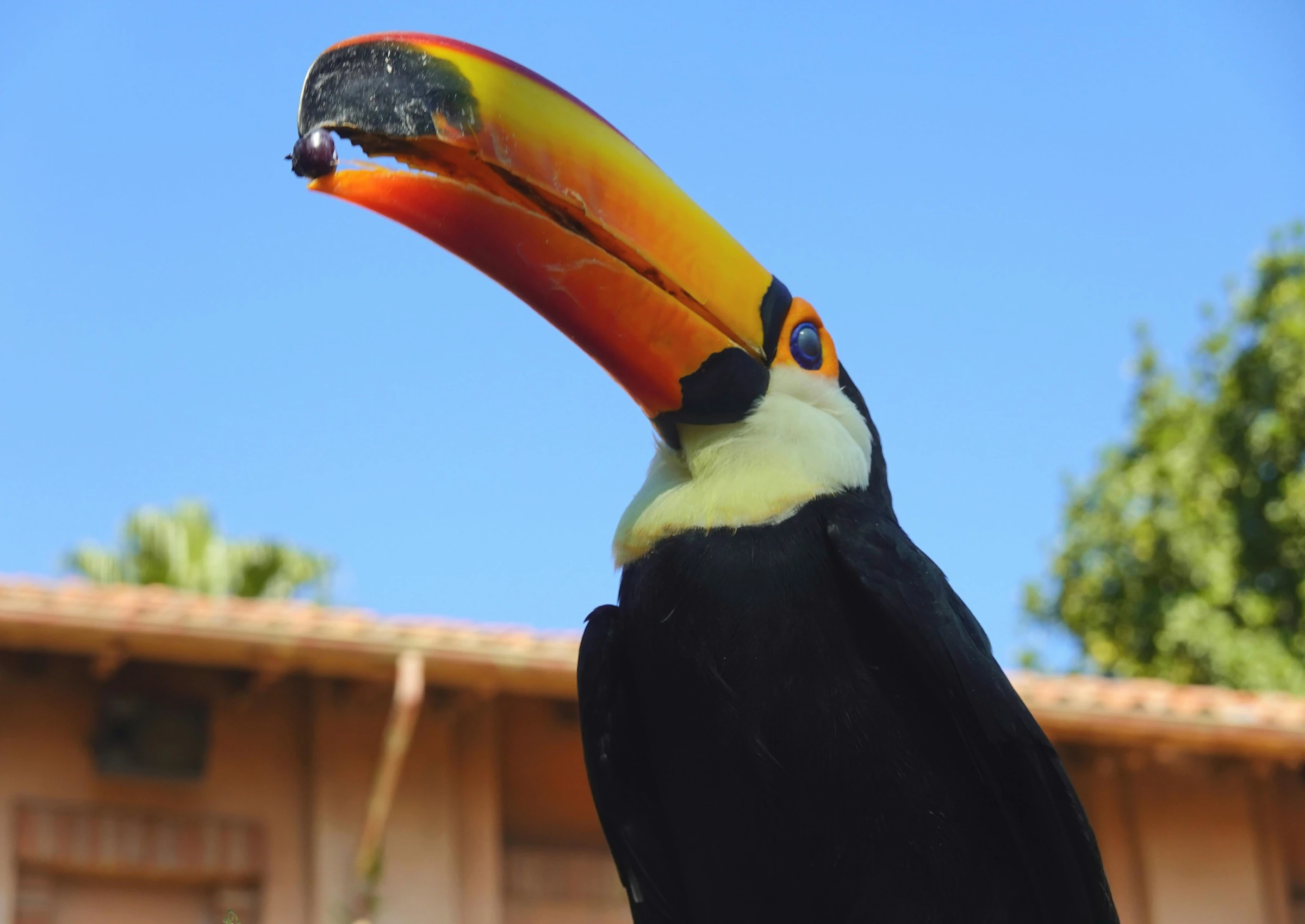 toucans