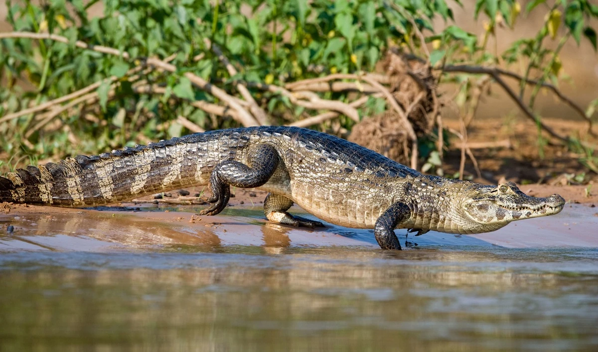 amazon caimans