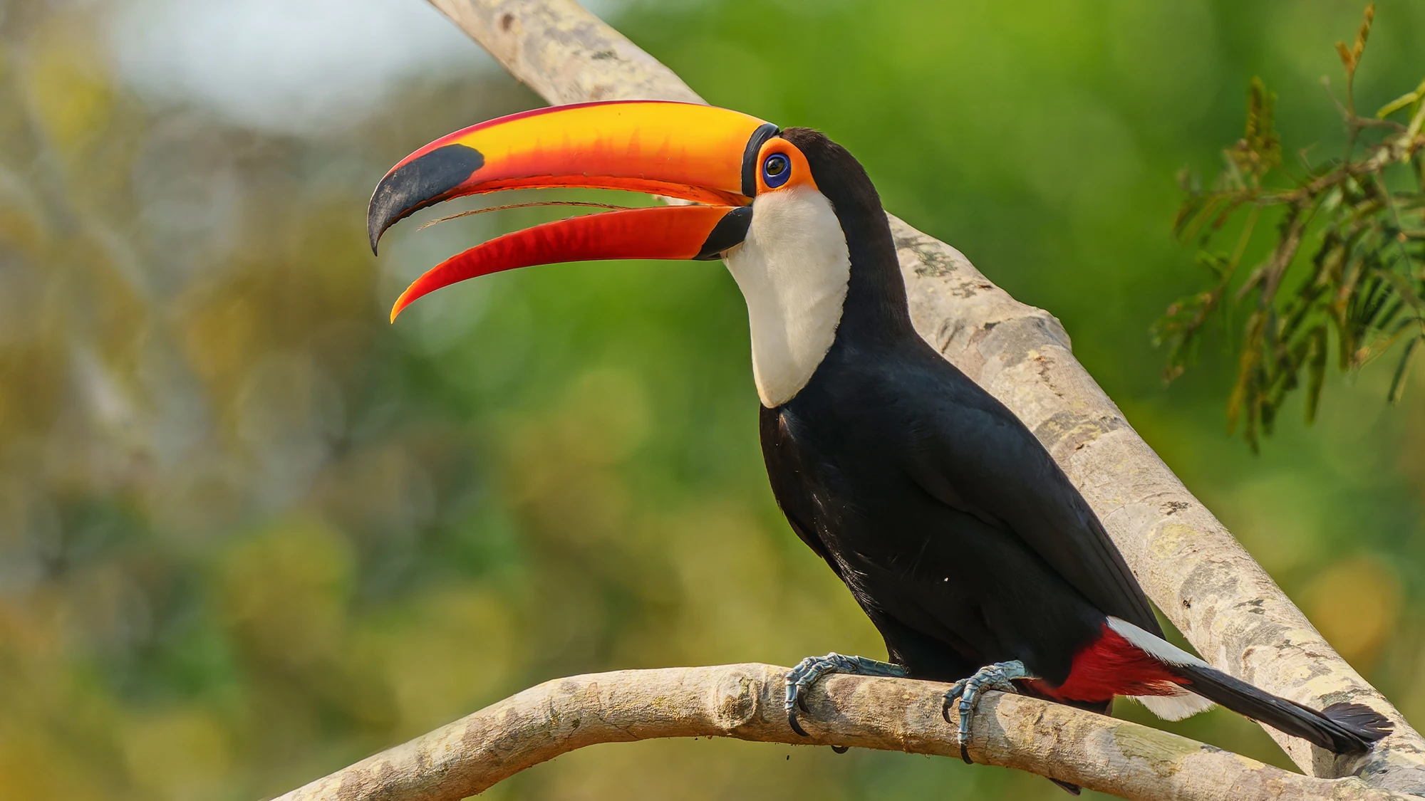 toucans
