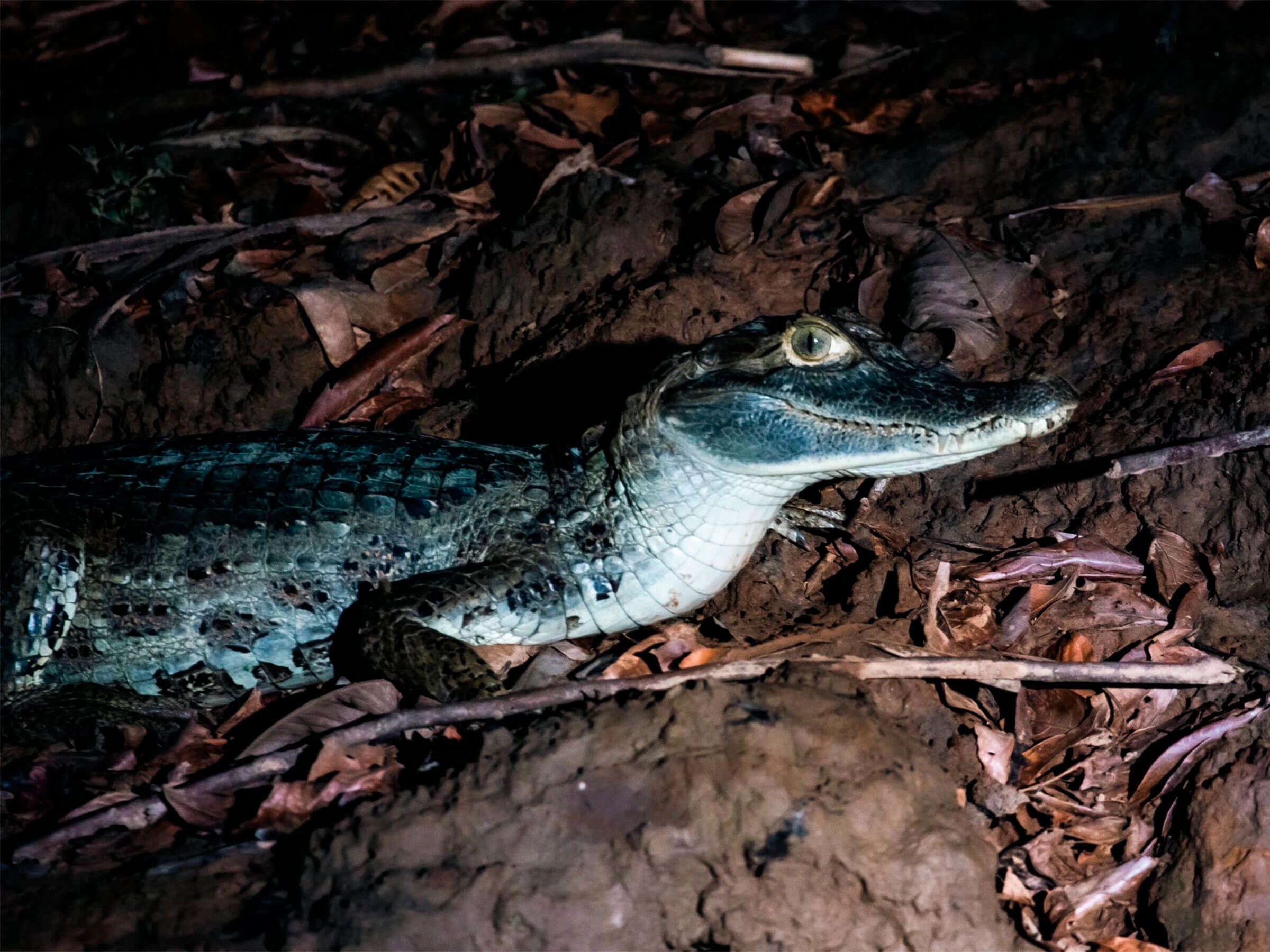 amazon caimans